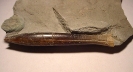 Hibolites hastatus