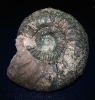 Orthosphinctes (Ardescia) schaireri (M)