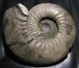 Ataxioceras (Schneidia) cf. elmii