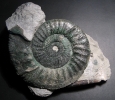 Orthosphinctes (Ardescia) proinconditus mit Ohr