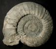 Grosse Ardescia enayi