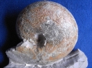 Physodoceras cf. circumspinosum