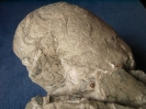 Pseudaganides aganiticus