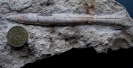 Hibolithes cf. semihastatus rotundus (QU., 1848)