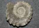 Paraspidoceras mamillanum