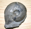 Pachypictonia  ?