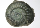 Orthosphinctes sp.