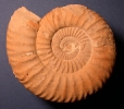 Subnebrodites planula