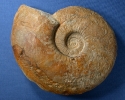 Subdiscosphinctes Missing Link