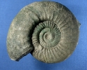 Lithacosphinctes pseudoachilles Innenwindung