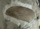 Lamellaptychus