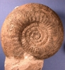 Lithacosphinctes pseudoachilles