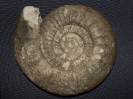 Orthospinctes (Lithacosphinctes) pseudoachilles