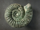 Lithacosphinctes stromeri