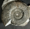 Lithacosphinctes pseudoachilles