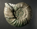 Makrokonch zu Ardescia schaireri