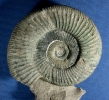 Orthosphinctes polygyratus
