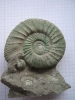 Orthosphinctes  (Ardescia) desmoides