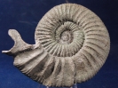 Orthosphinctes (Ardescia) schaireri