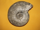 Pachypictonia sp.