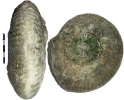 Pachypictonia sp.