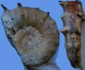 Paraspidoceras mamillanum (QUENSTEDT)