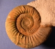 Pathologische Ardescia