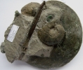 Fossilgemeinschaft auf Physodoceras circumspinosum