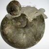Physodoceras circumspinosum mit Spondylus sp.