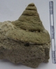Pyrgotrochus speciosus (MUENSTER1844)