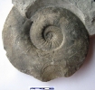 Ringsteadia (Vineta) cf. laevigyrata