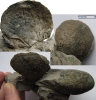 Spondylus sp.
