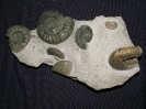 Stufe aus der Glaukonitbank