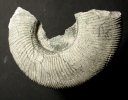 Typischer Subdiscosphinctes