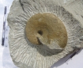 Taramelliceras subnereum