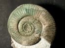 Nebrodites von Wolfgang