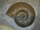 Aspidoceras binodum