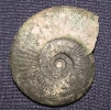 Ataxioceras cf. elmii