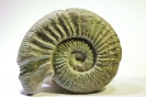 Ataxioceras (Parataxioceras) cf. guilherandense ATROPS