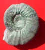 Ataxioceras (cf. Schneidia) sp.
