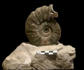 Ataxioceras sp. mit Apophyse