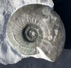 Ataxioceras aff. striatellum