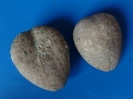 Collyrites sp.