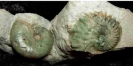 Cymaceras franziskae