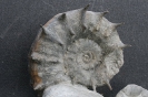 Epaspidoceras rupellense