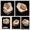 Epaspidoceras sp.