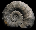 Euaspidoceras rupellense