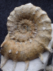 Euaspidoceras sp.