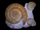 Lithacosphinctes sp.