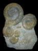 Taramelliceras und Lithacosphinctes